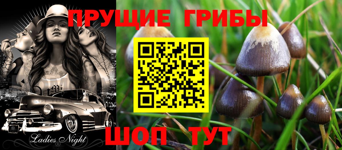 Псилоцибиновые грибы Cubensis Зима